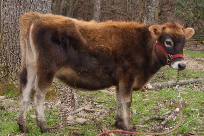 Two year old mini Jersey bull, Rudy