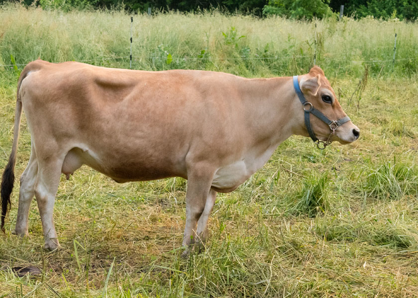 Two year old mini Jersey bull, Rudy