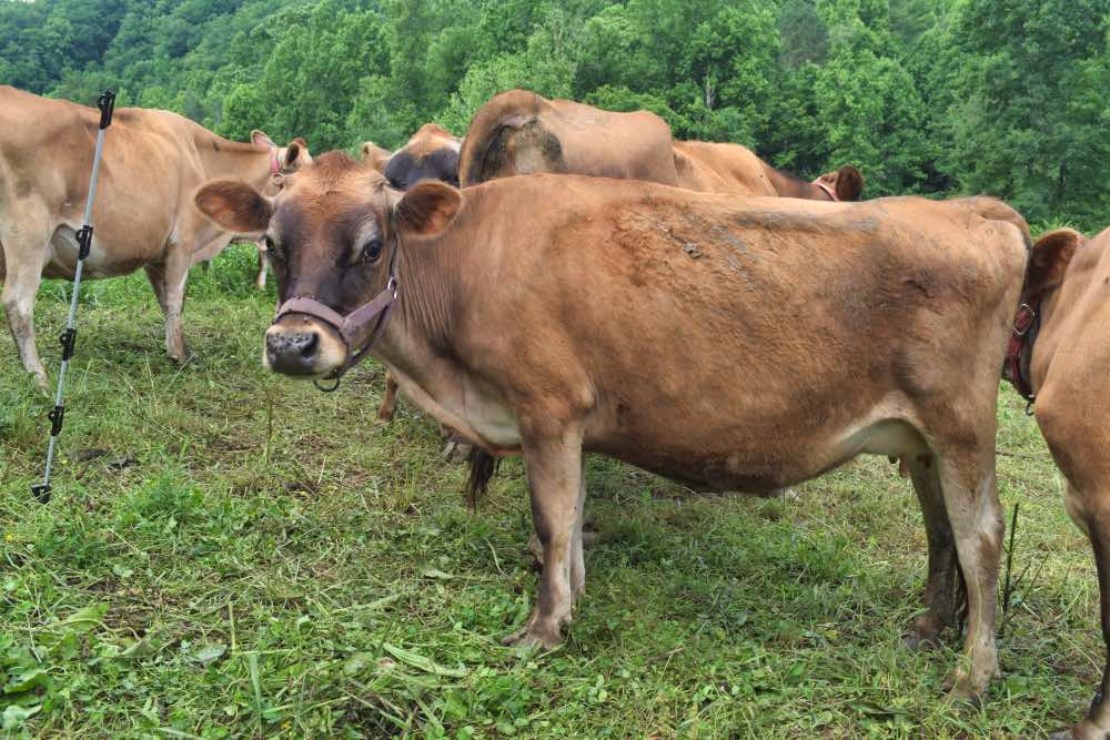 mini jersey dam, May