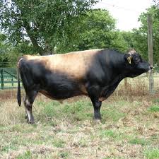 3rd mini jersey herdsire edify