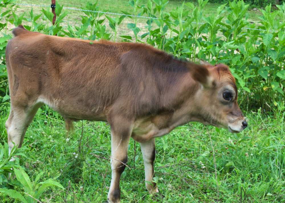 Two year old mini Jersey bull, Rudy
