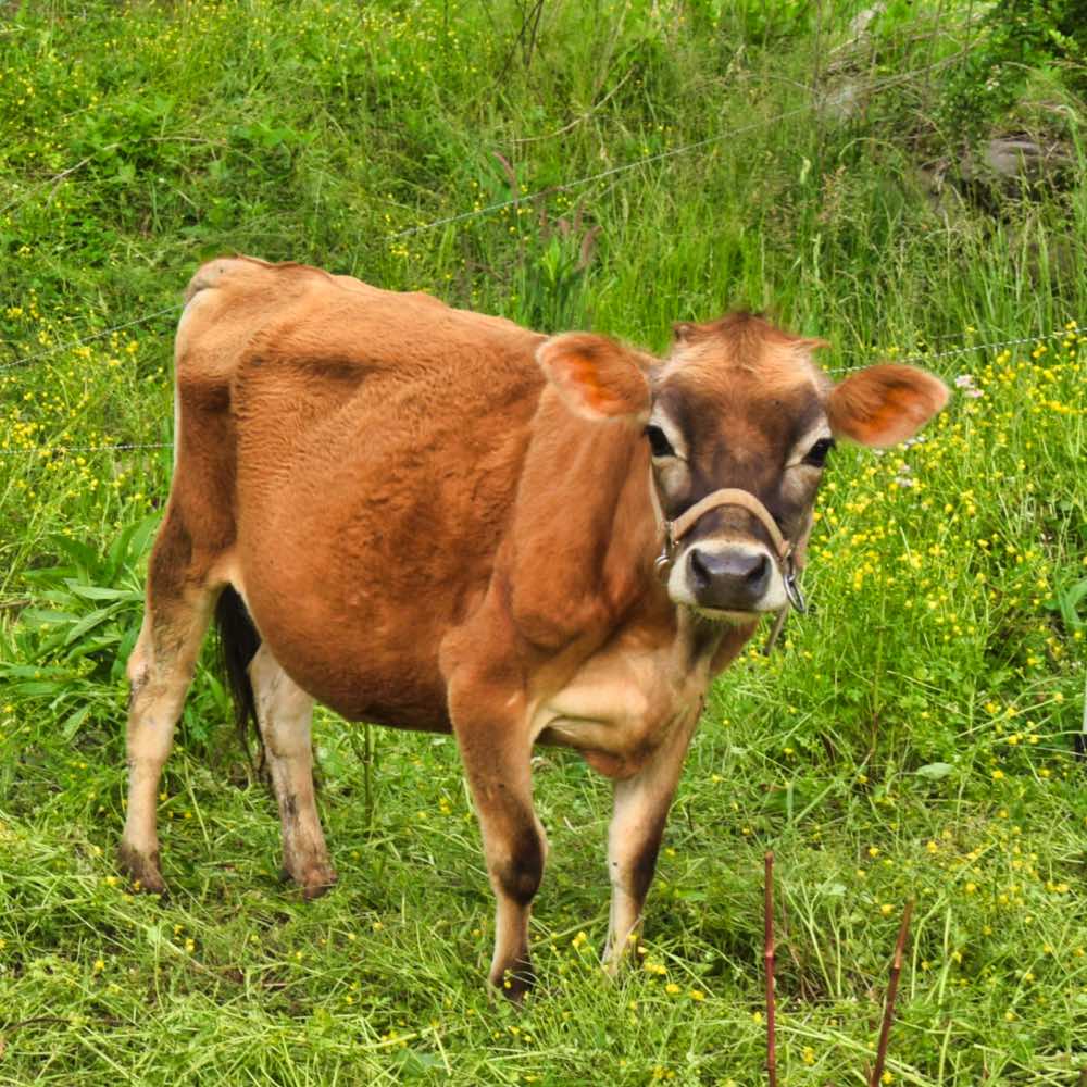 mini jersey dam, May