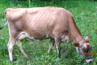 mini jersey dam, May