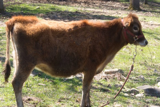 Two year old mini Jersey bull, Rudy
