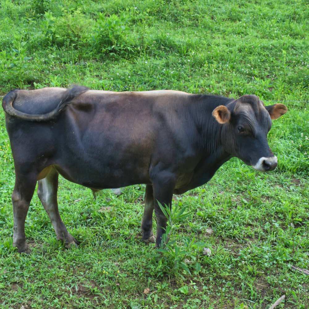 mini jersey sire Rupert