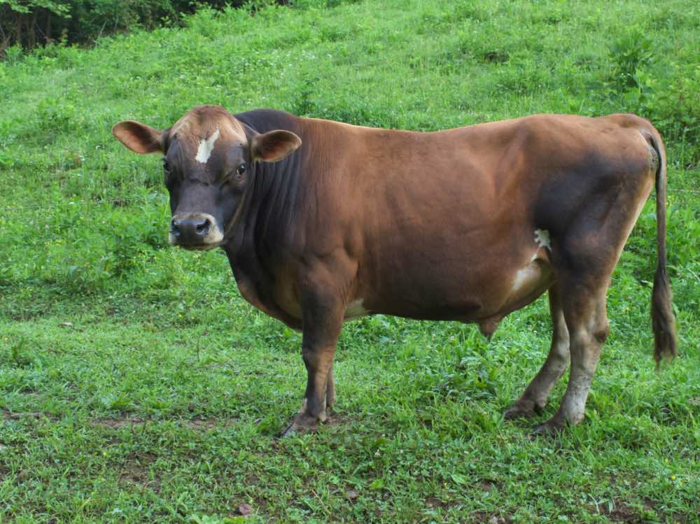 mini jersey sire Rupert