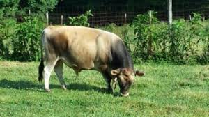 dc%20taylor%27s%20alpha