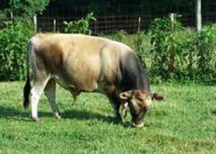 NZ jersey sire Edify