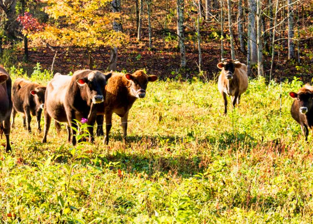 herd sanke-7:5%201000.jpeg