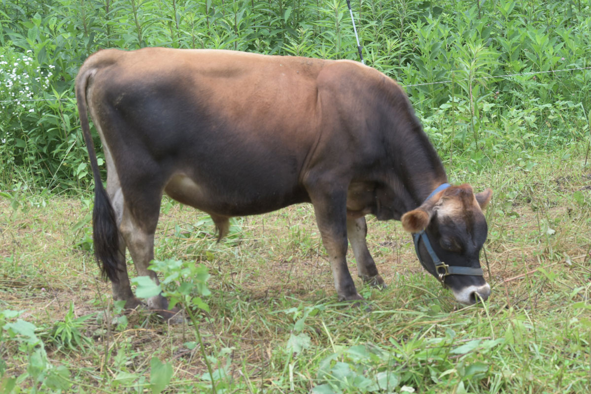 mini jersey sire Rupert
