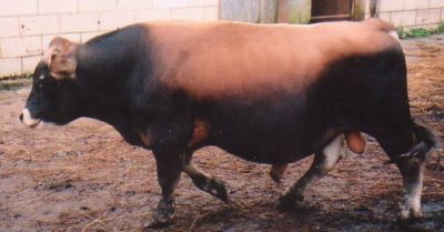 mini jersey sire Rupert