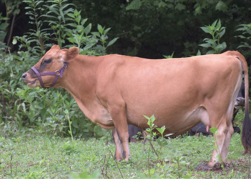 mini jersey dam, May